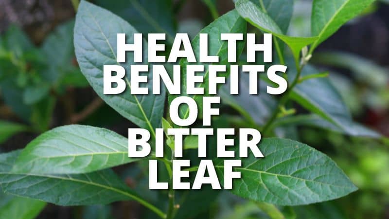 Health-Benefits-Of-Bitter-Leaf