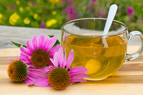 Echinacea-Herbs-and-Spices